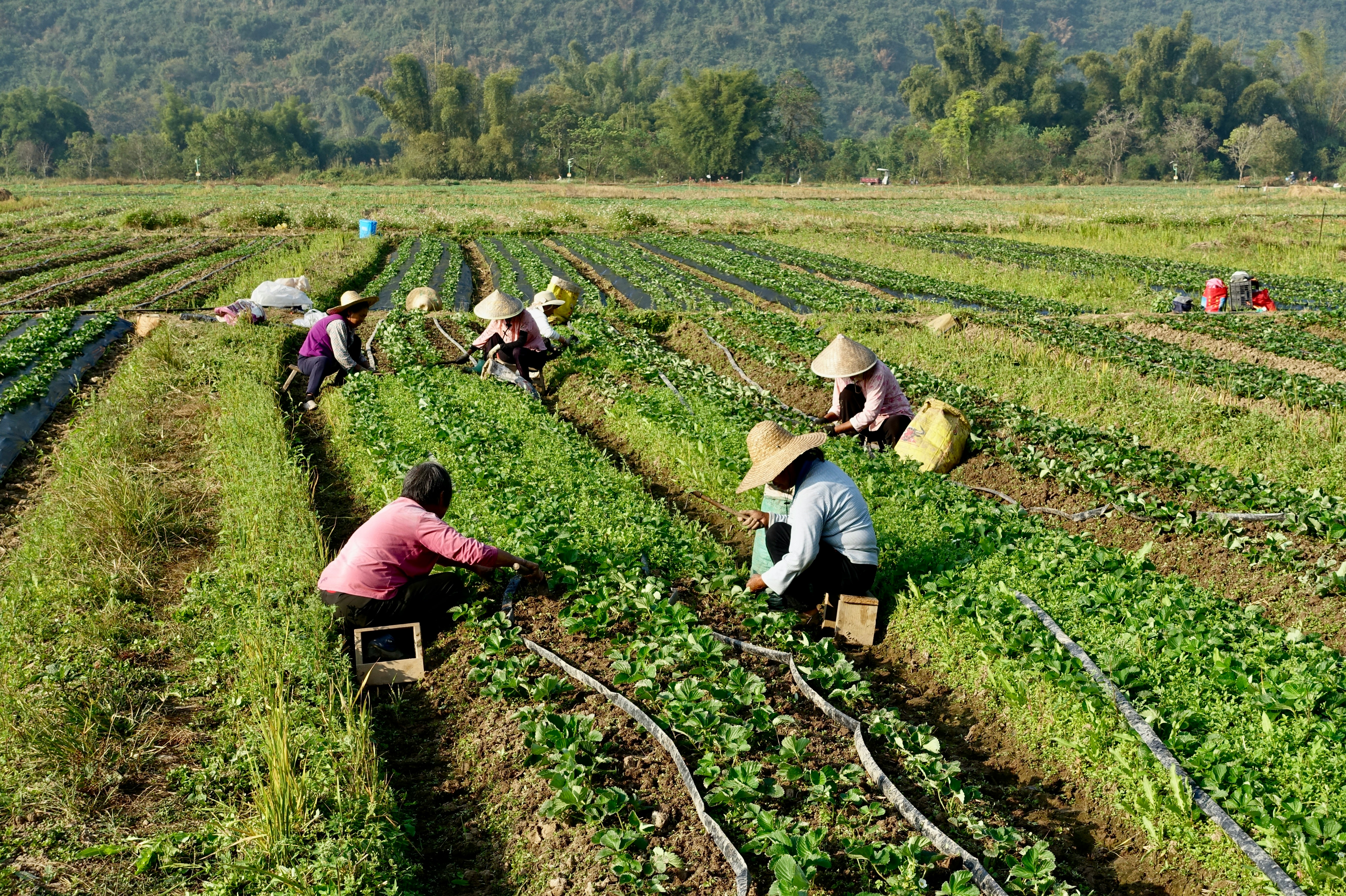 Imagem agricultura familiar